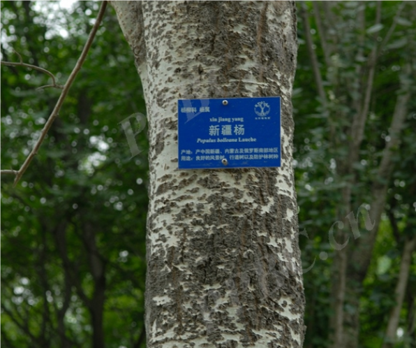银白杨_百度百科