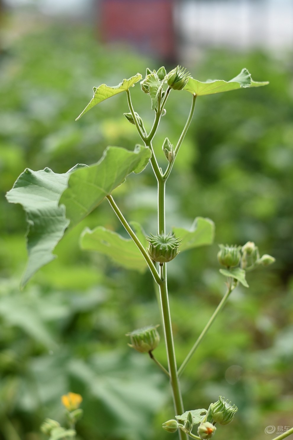 theophrasti /i> medicus)锦葵科苘麻属一年生亚灌木草本植物