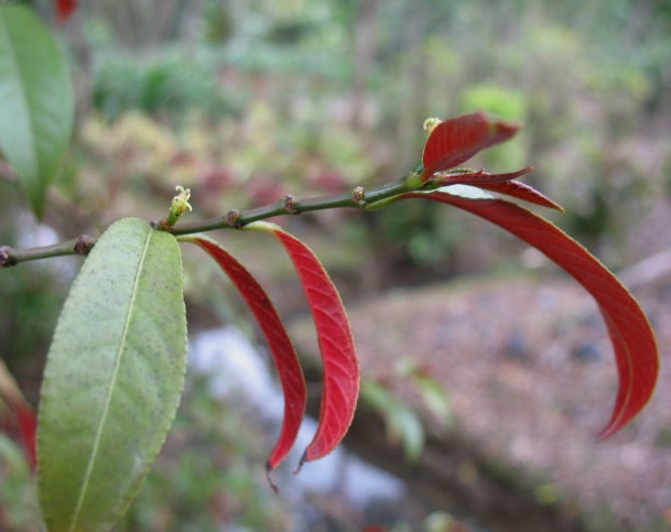 红背桂花