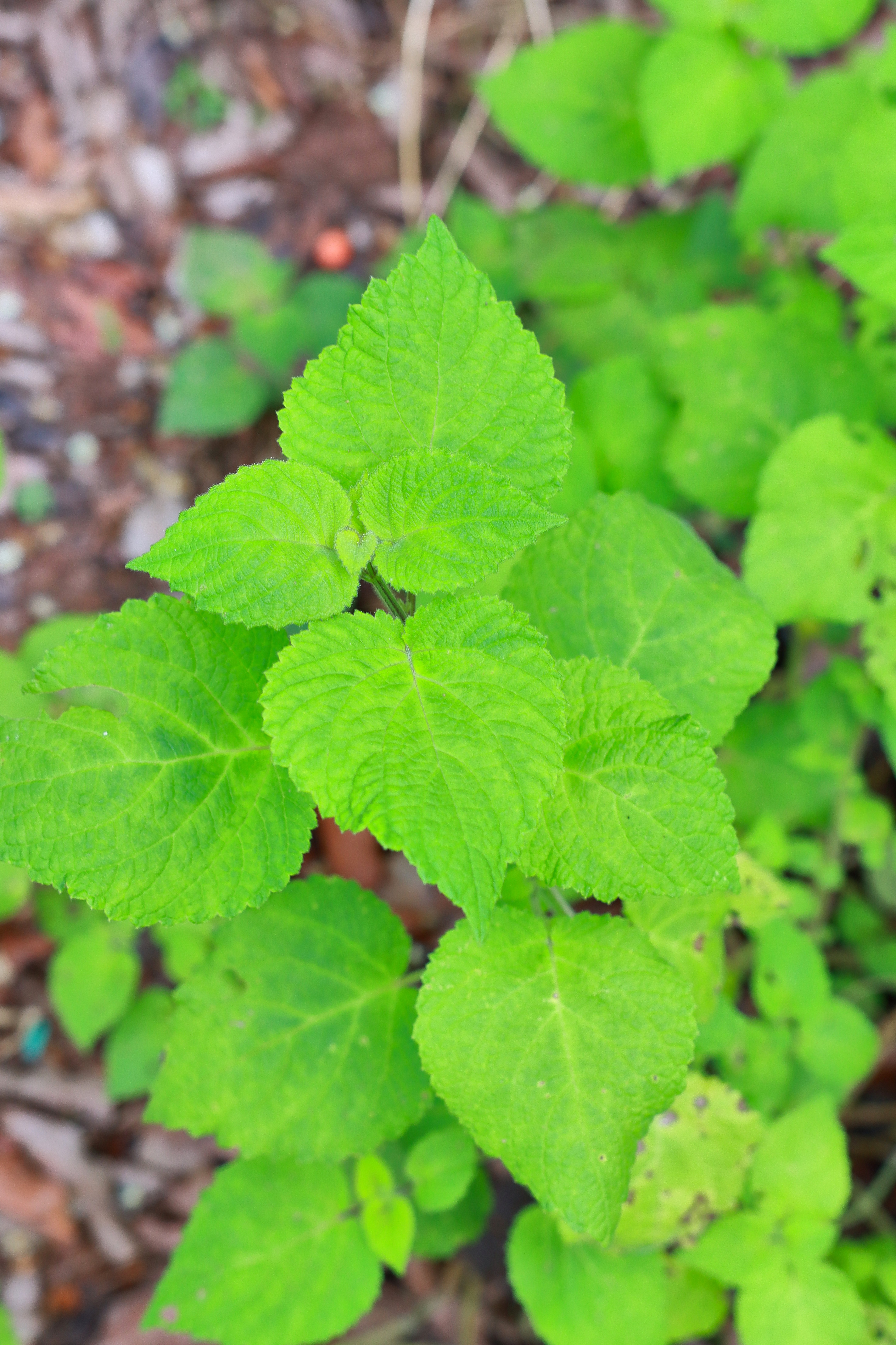 insuavis /i> (hance) prain ex dunn)是唇形科冠唇花属植物