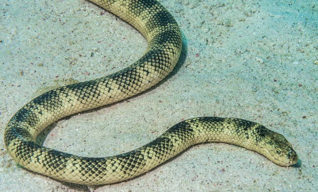 印澳海蛇