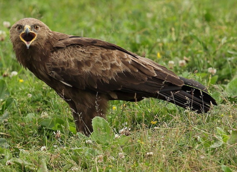  p>小乌雕(学名: i>clanga pomarina /i>):一种鹰形目,鹰科,乌雕属的