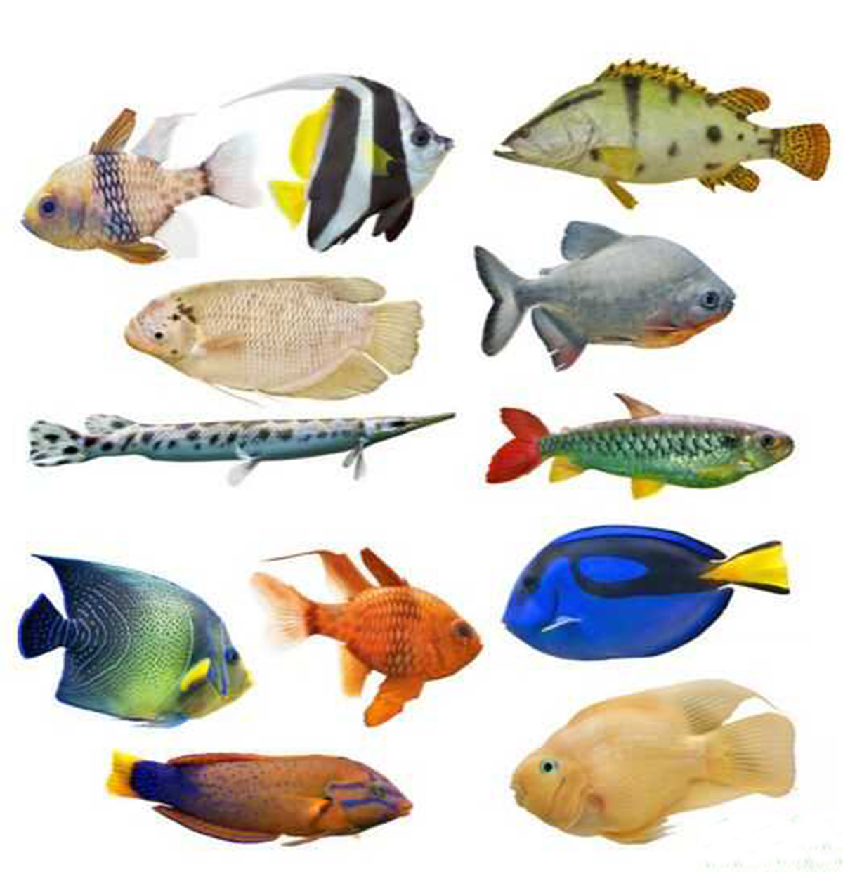 fish):观赏鱼是指那些具有观赏价值有鲜艳色彩或奇特形状的鱼类