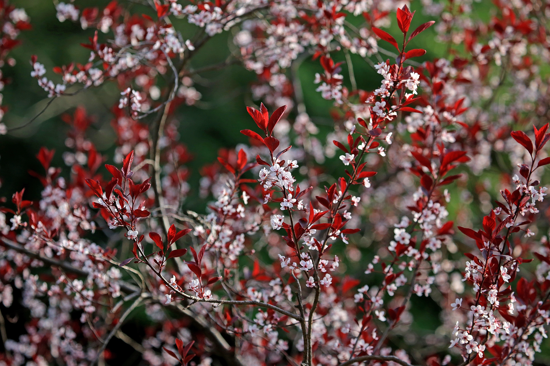  p>紫叶矮樱(学名: i>prunus × cistena  /i>n.e.