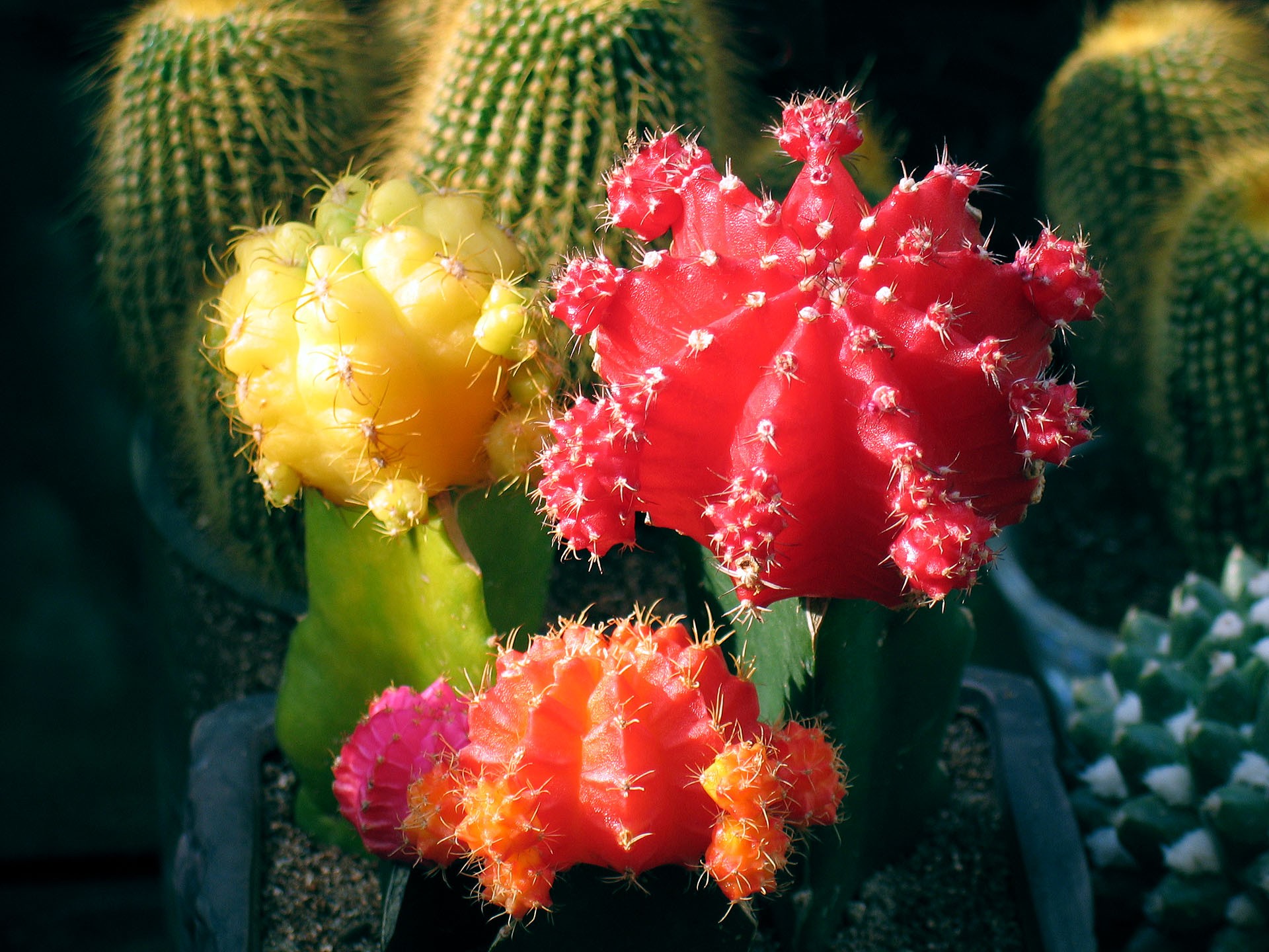  p>绯牡丹(学名: i>gymnocalycium /i>  i>mihanovichii /i> (fri