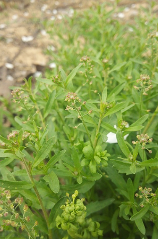  p data-id="go0koewavu">根有时膨大成肥厚的块根.