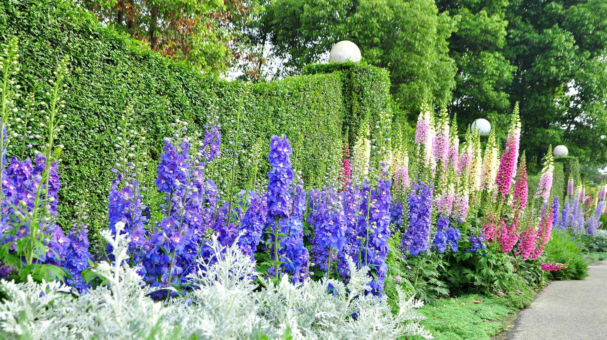 飞燕草 毛茛科飞燕草属植物 百度百科