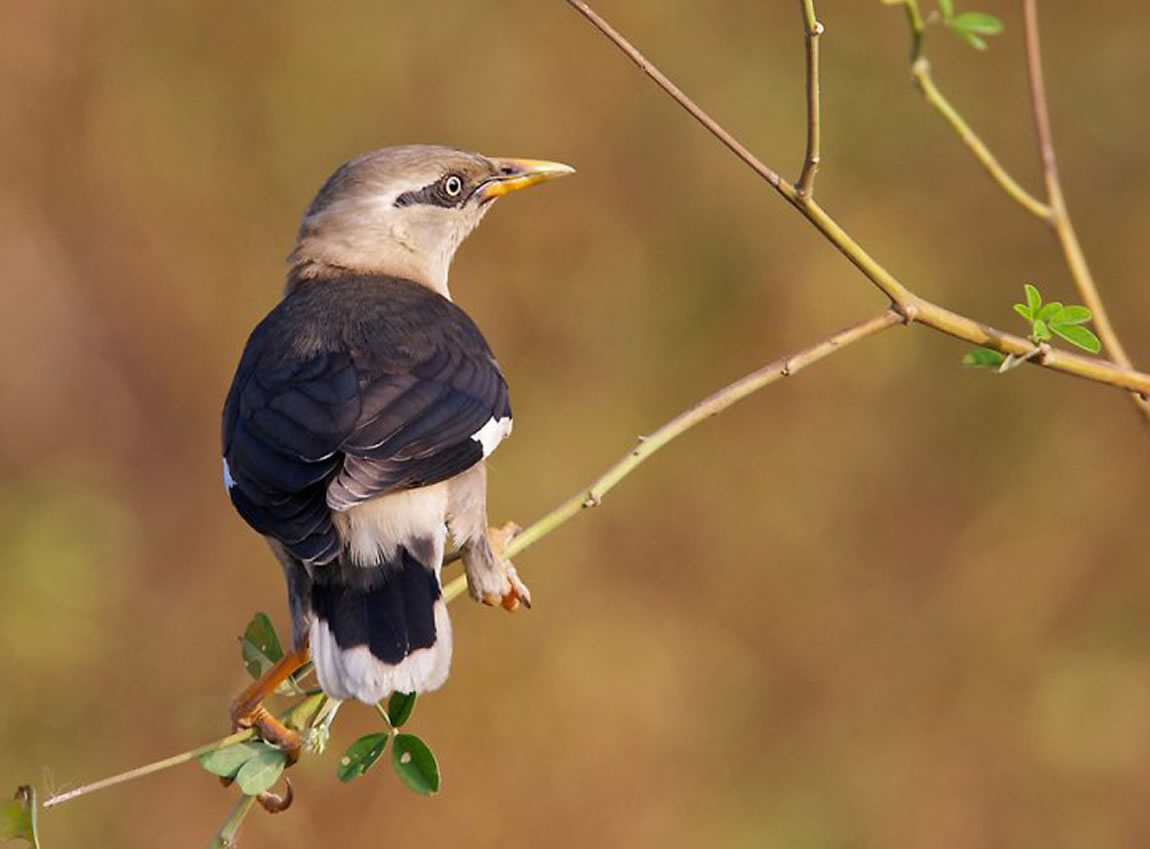  p>红嘴牛椋鸟(学名: i>acridotheres burmannicus /i>)是椋鸟科,八哥