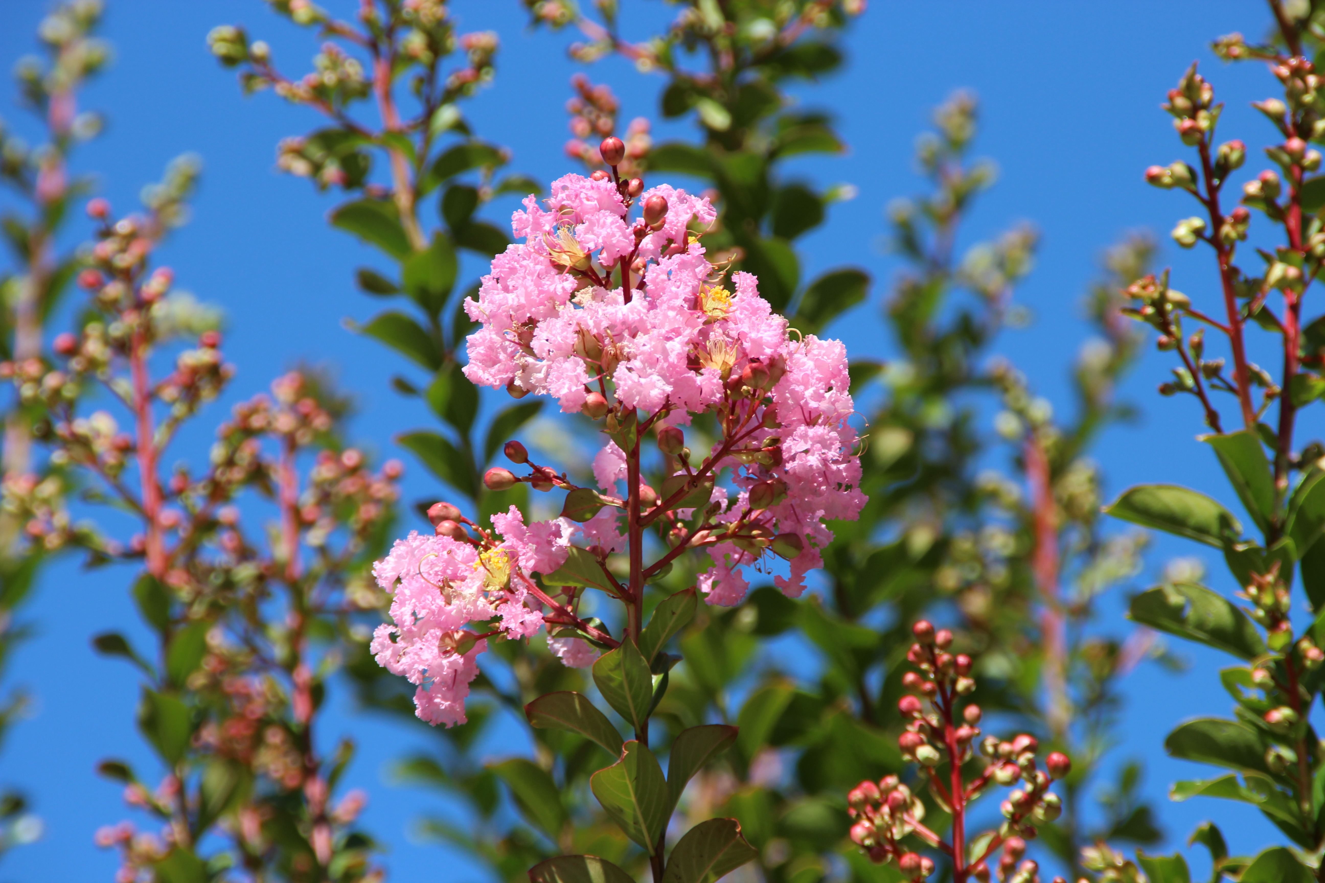  p>紫薇(拉丁文名:lagerstroemia indica l.