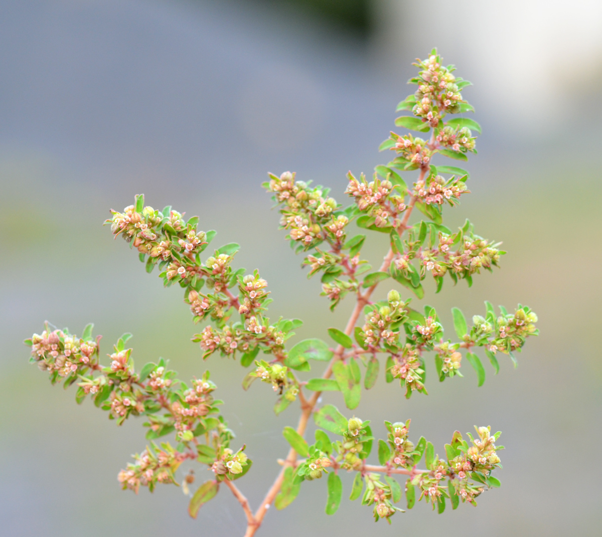  p>斑地锦草(学名: i>euphorbia maculata /i> l.