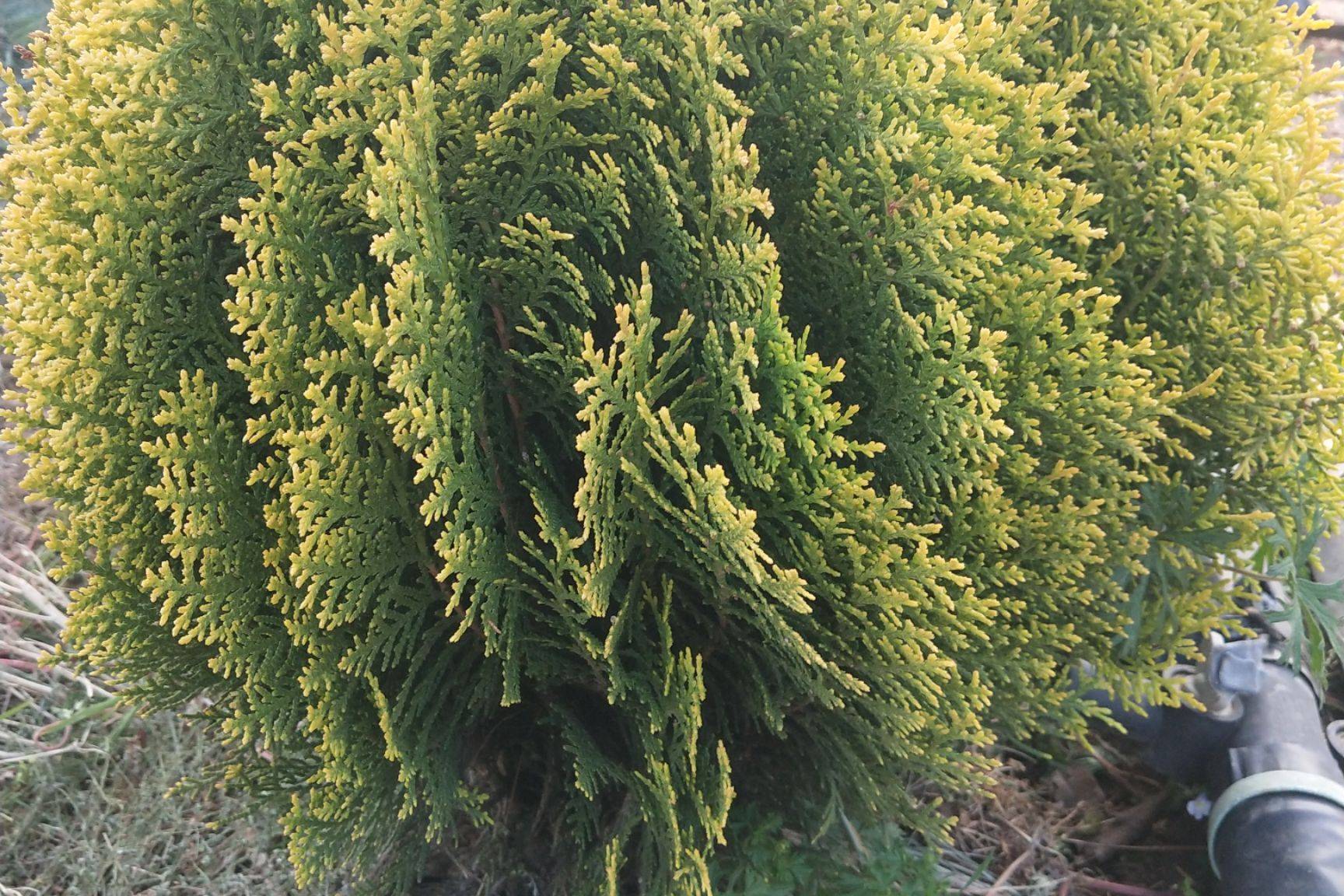 target="_blank" href="/item/圆柏属/2854324" data-lemmaid="