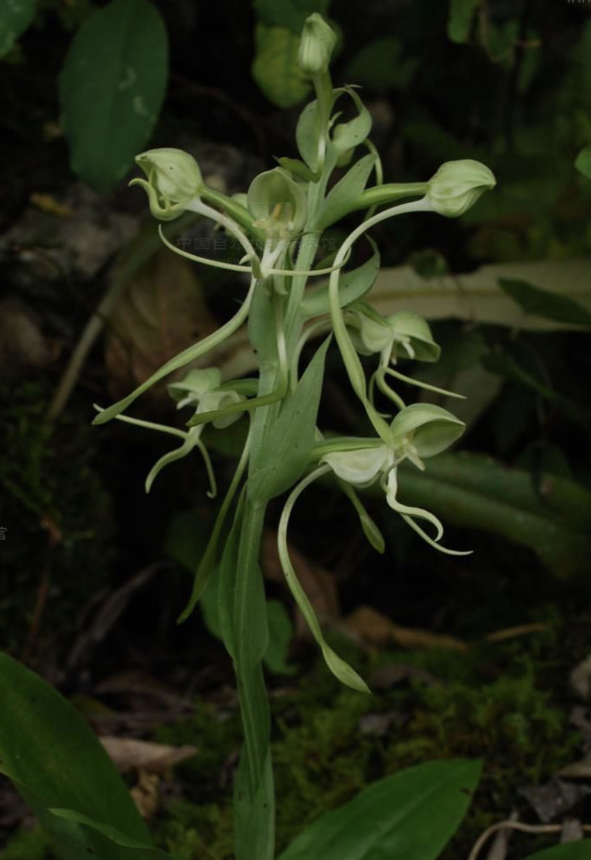  p>线瓣玉凤花是 a target="_blank" href="/item/兰科">兰科 /a> a