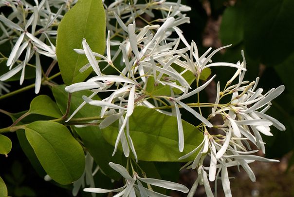 chionanthus retusus lindl.et paxt.