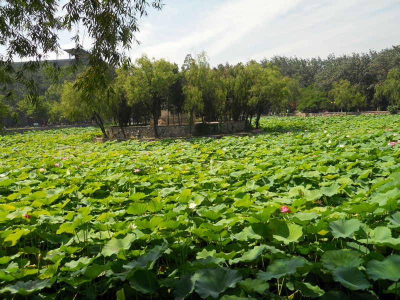 data-lemmaid="134521">南开大学 /a>马蹄湖,最早校园内共有两个南北