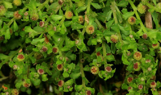  p>一年生匍匐状小 a target="_blank" href="/item/草本/541696"