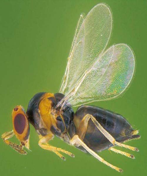  p>刺桐姬 a href="#">小蜂 /a> i>quadrastichus erythrinae /i> kim