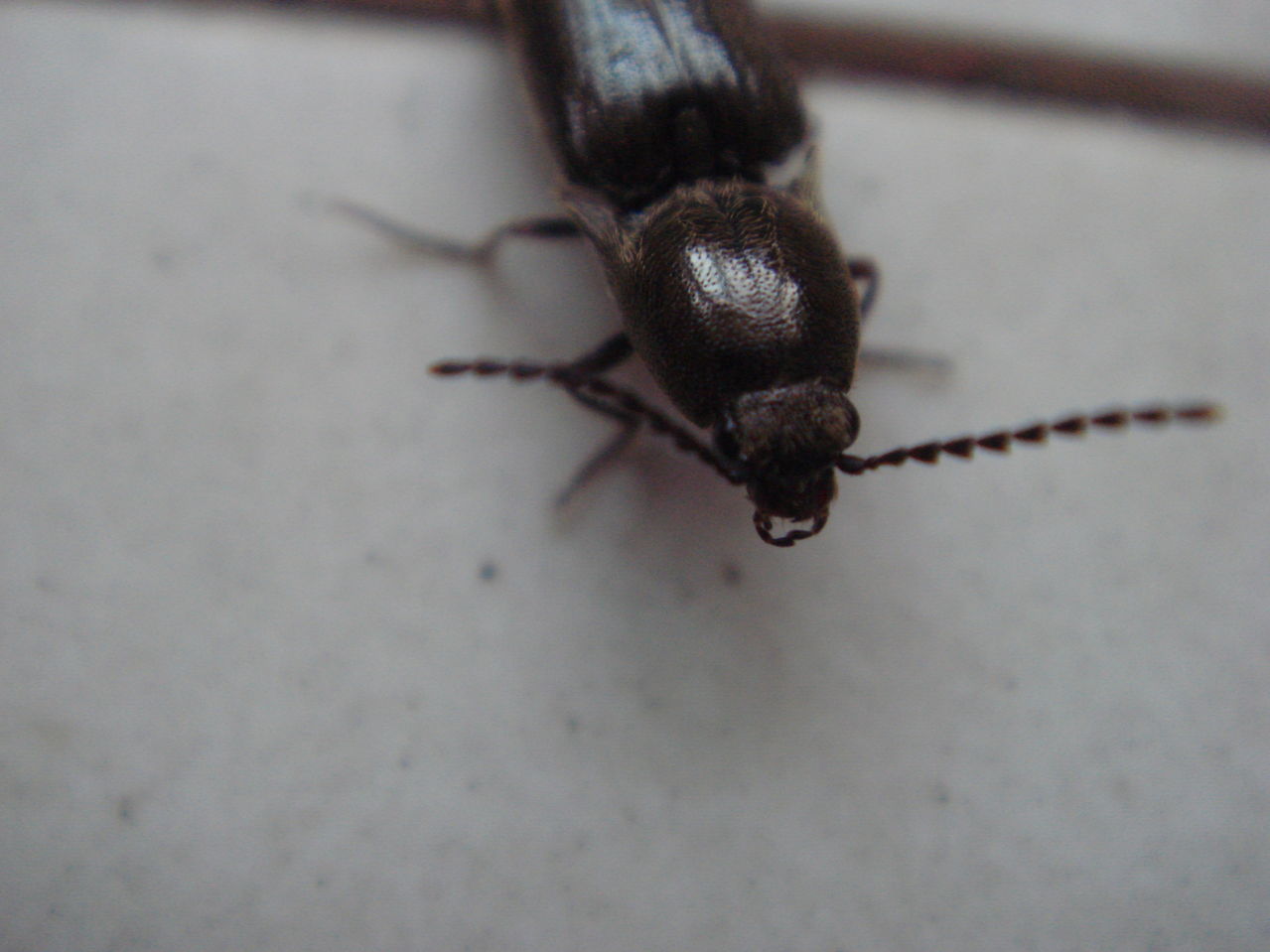  p>大黑鳃金龟 i>holotrichia oblita /i> faldermann,为 a href="#"