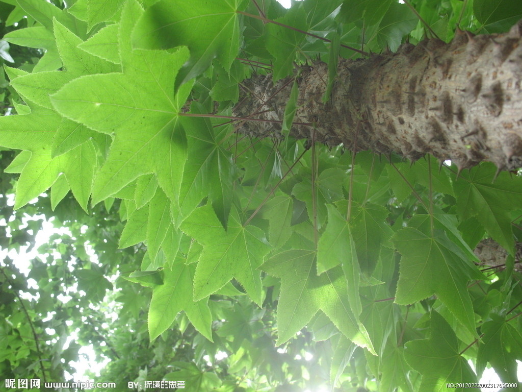  p>刺楸(学名: i>kalopanax septemlobus  /i>(thunb.) koidz.