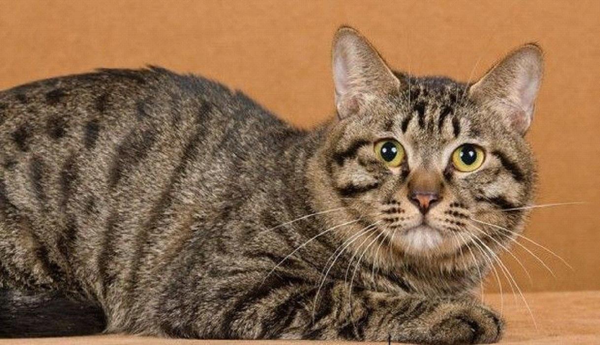  p>狸花猫是一种体格健壮的大型 a target="_blank" href="/item/猫咪