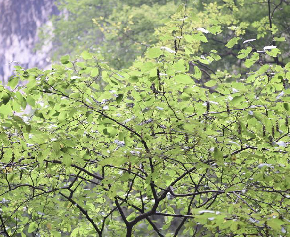  p>山白树(学名: i>sinowilsonia henryi /i> hemsl.