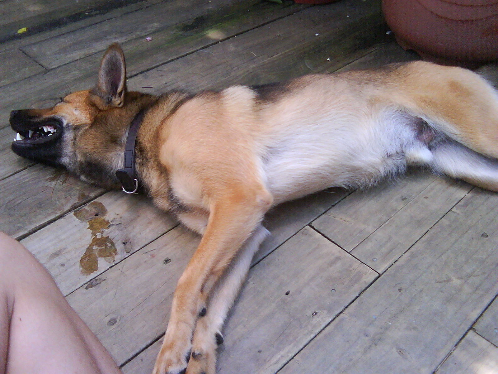  p>装死狗,是指美国的一只特别爱装死的狗.隔几个小时来一次.