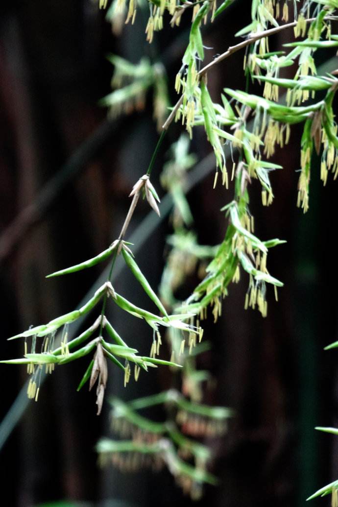  p data-id="gnwl72jctq">竹花,即多年生 a ta