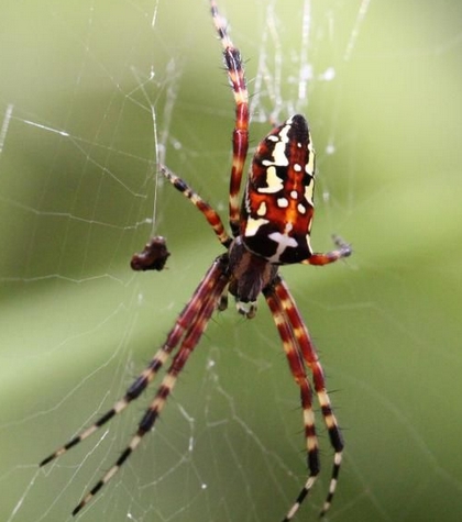 蛛是一种蟱蛛科