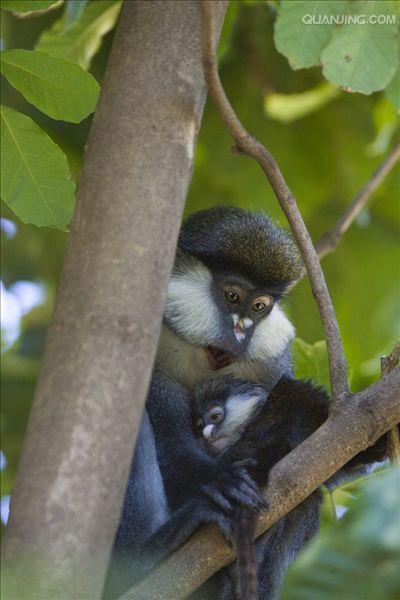 black-cheeked white-nosed monkey