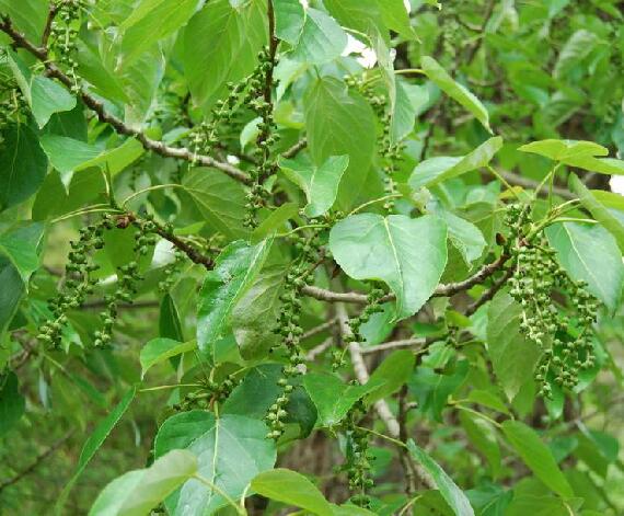 k. schneid.)是杨柳科杨属植物,皮光滑或具纵沟,髓心五角状.