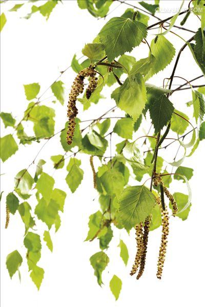  p>桦树是桦木属植物的通称.