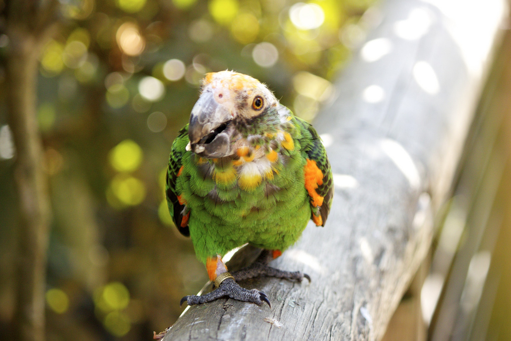  p>贾丁氏鹦鹉(学名: i>poicephalus gulielmi /i>) 在poicephalus属