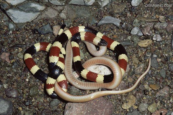  p>西部珊瑚蛇是一种纤细的圆筒形蛇,长着光滑的