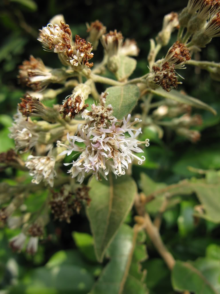  p>滇缅斑鸠菊(学名: i>vernonia parishii /i> hook. f.