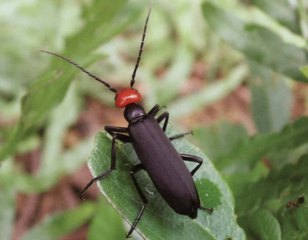  p>属中小型甲虫,全身黑色,头部红色,翅膀末端具灰白色的长毛.