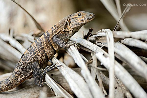  p>黑刺尾鬣蜥(学名ctenosaura similis),又名黑鬣蜥,是墨西哥及中