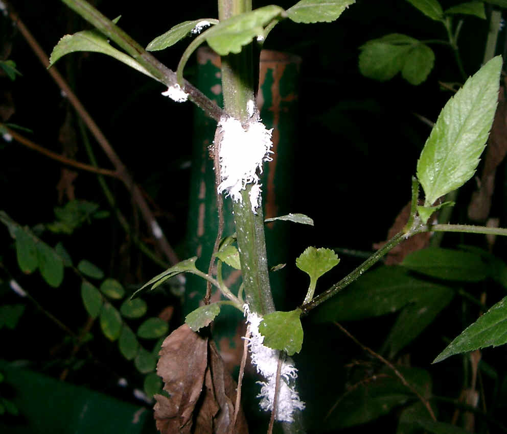  p>埃及吹棉介壳虫的成虫,若虫可为害叶片及枝条,群聚吸食汁液,导致