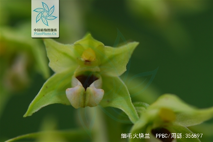  p>细毛火烧兰(学名: i>epipactis papillosa /i>  franch et sav.