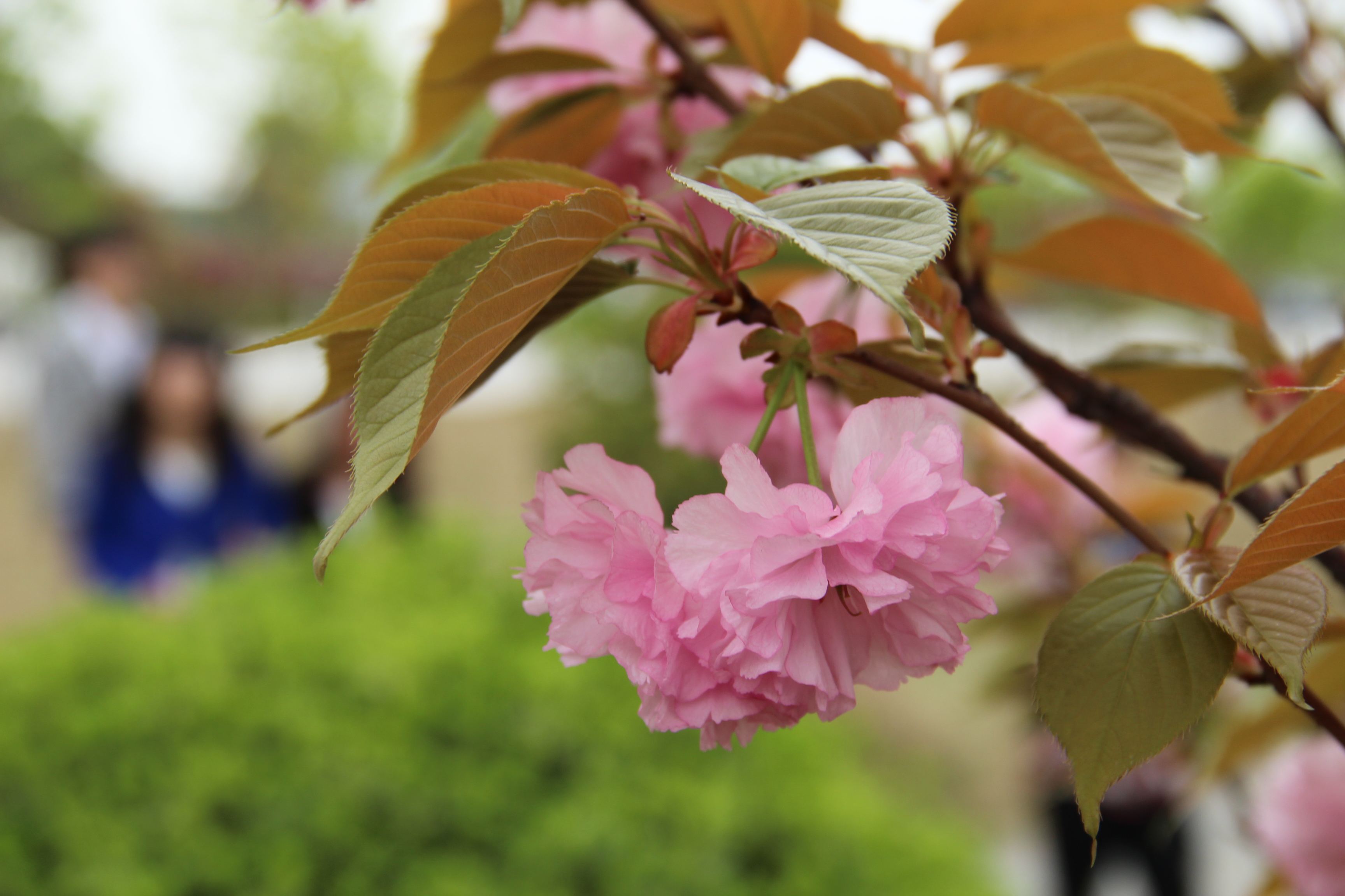  p>日本晚樱, a>蔷薇科 /a>樱属植物,落叶乔木,树皮银灰色,有锈色唇形