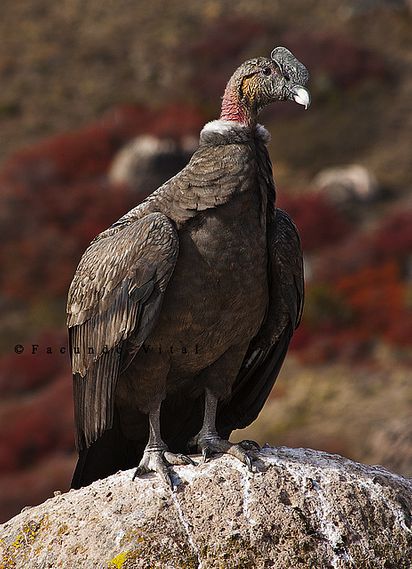  p>安第斯神鹫(学名: i>vultur gryphus /i>):又叫康多兀鹫,也有人叫