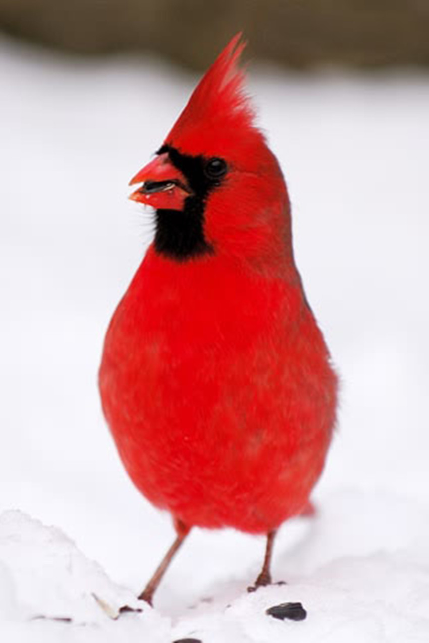  p>北美红雀(学名: i>cardinalis cardinalis /i>):体型中等,体长24