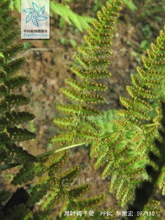 monachosorum flagellare (maxim.) hay.