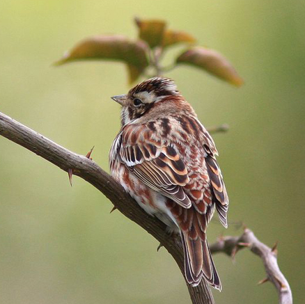  p>田鹀(学名: i>emberiza rustica /i>)鹀科鹀属鸟类,体长13-15厘米