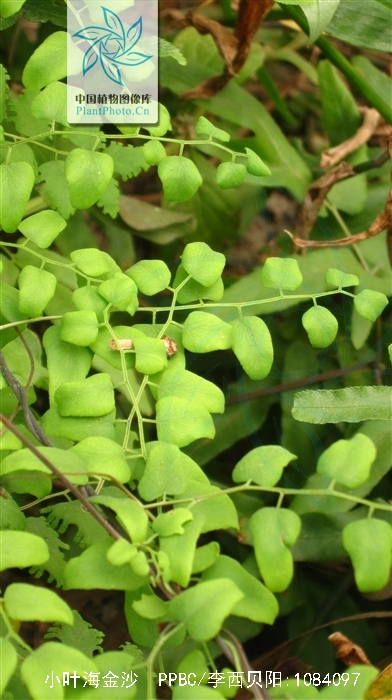  p>小叶海金沙(学名: i>lygodium microphyllum  /i>(cavanilles) r.