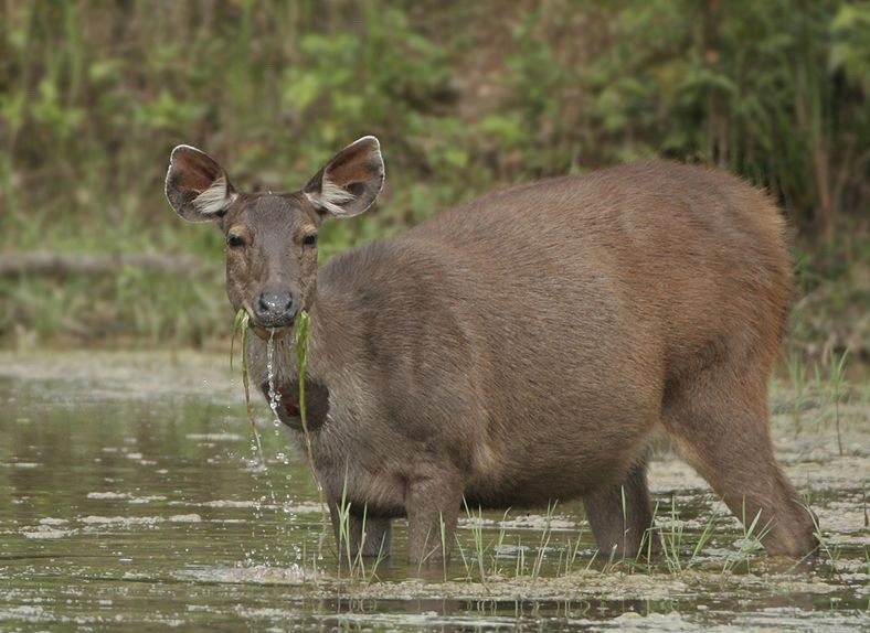  p>水鹿(学名: i>rusa unicolor /i>)体型粗壮接近 a target="_blank"