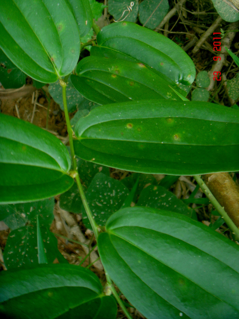  p>圆锥菝葜(smilax bracteata c. presl)攀援灌木.