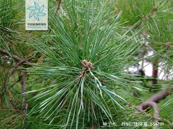  p>樟子松(  i>pinus sylvestris  /i>var.  i>mongolica /i> litv.
