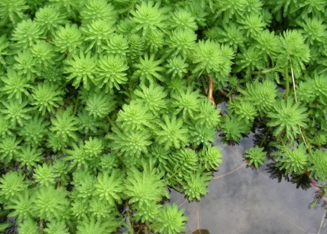 是小二仙草科狐尾藻属植物,多年生粗壮沉水草本.