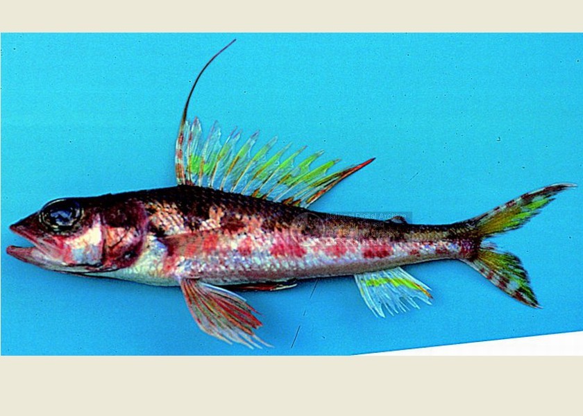  p>仙女鱼,动物,属仙女鱼目,分布在印度-太平洋热带海域,包括台湾南部