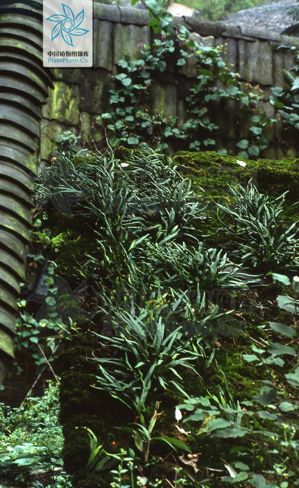  p> b>扭瓦韦 /b>(学名: i> b>lepisorus contortus /b> /i>)为水龙