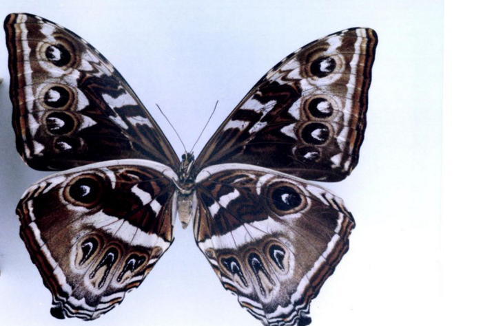 月神闪蝶卡瓦亚种